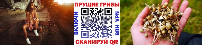 Псилоцибиновые грибы Psilocybine cubensis  Обь 